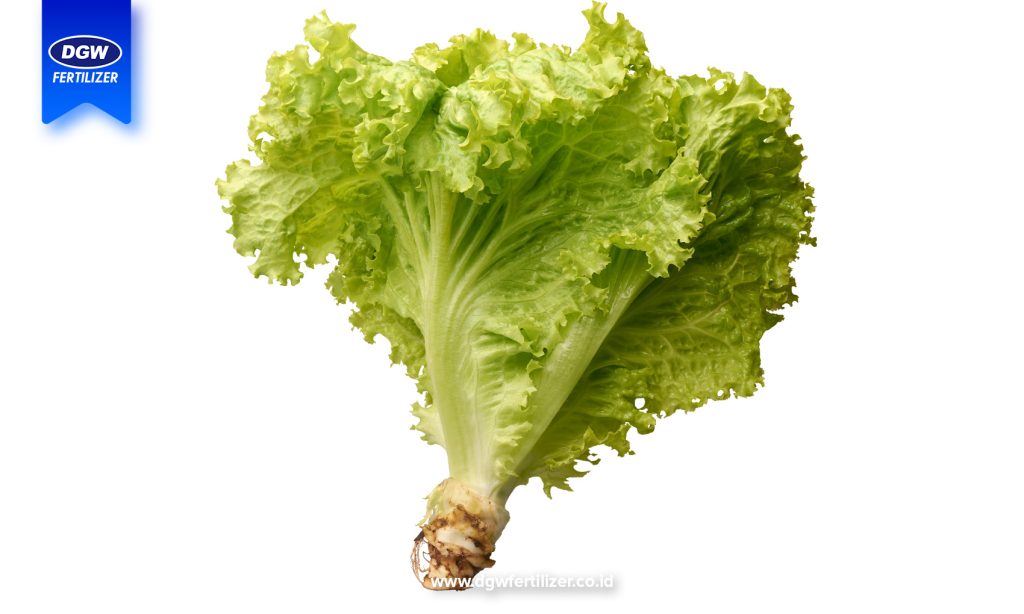 Selada